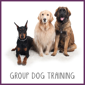 Group Dog Training for Westchester, NY