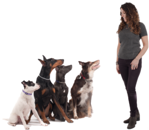 Dog Training Westchester