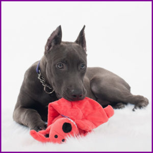 Puppy playing with toy