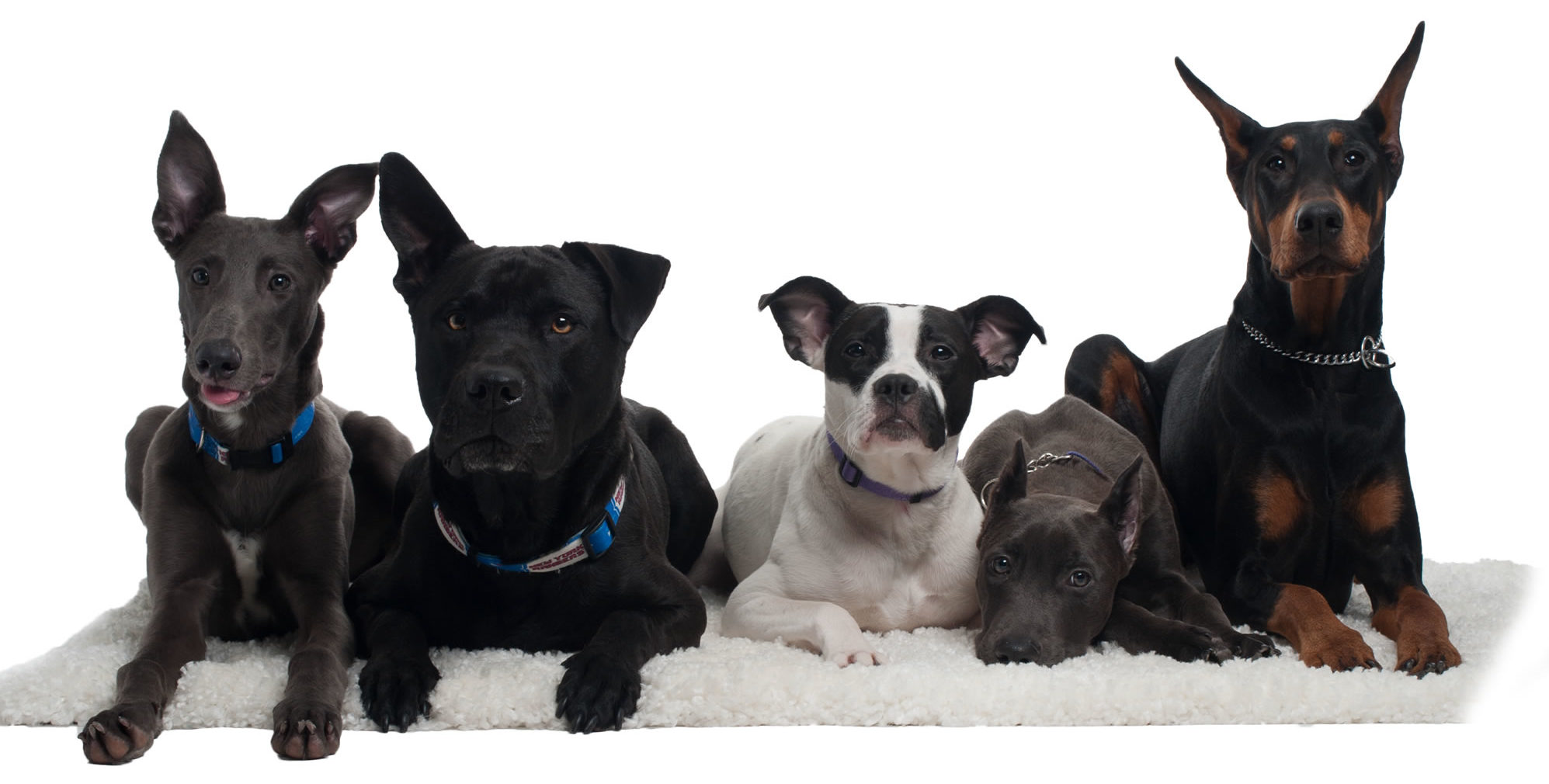 Group Dog Training Serving Westchester NY