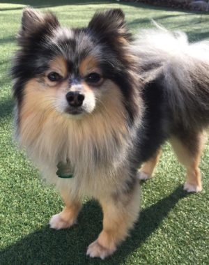 Pomeranian Dog Training Greenwich CT