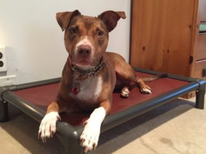 Pitbull Dog Training Carmel NY