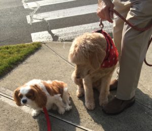 Cavalier King Charles Spaniel dog-training-Newtown CT