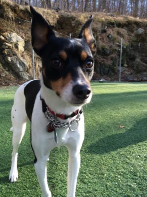 Rat Terrier Beagle Dog Training Bronxville NY