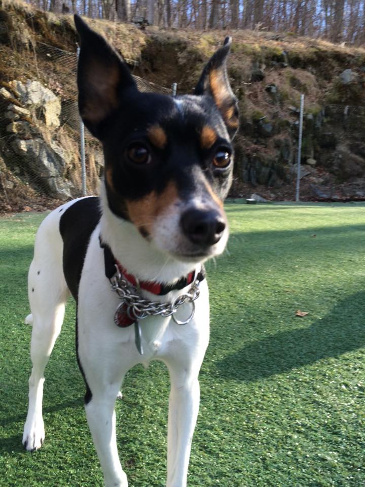 Rat Terrier Beagle Dog Training Bronxville NY