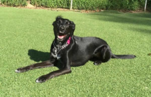  labrador italian greyhound training-nyc