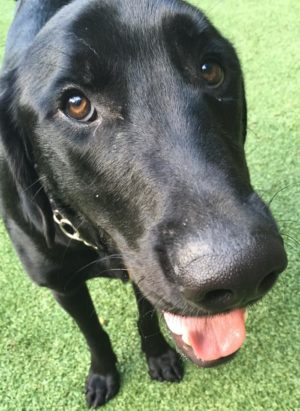 labrador retriever training New Rochelle