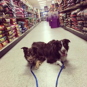 collie aussie-dog-training-Larchmont