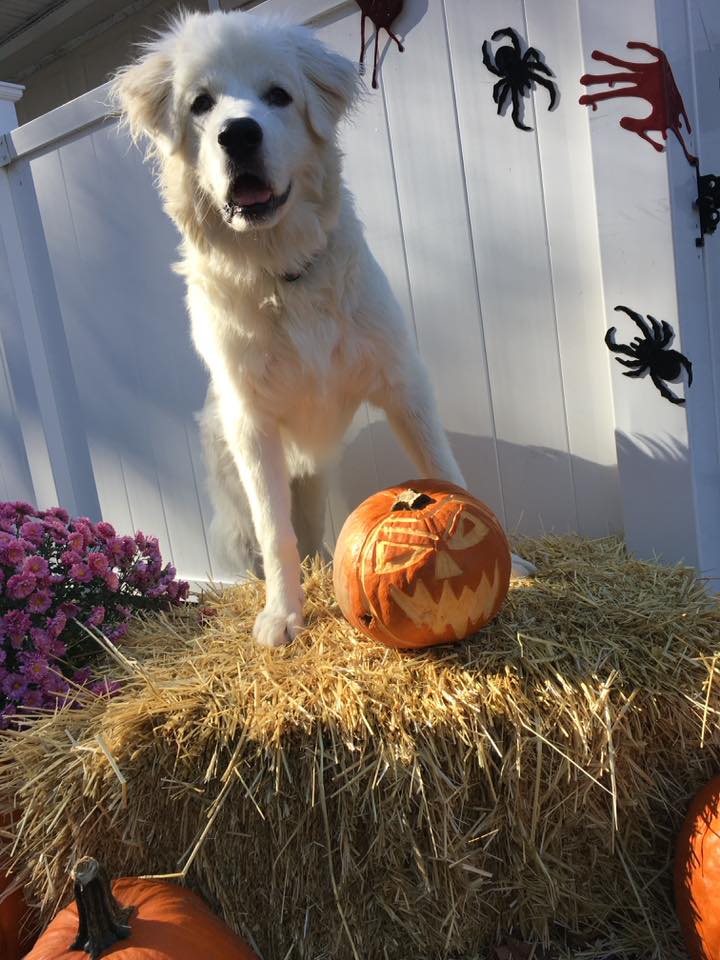 great pyrenees-dog-training-yonkers