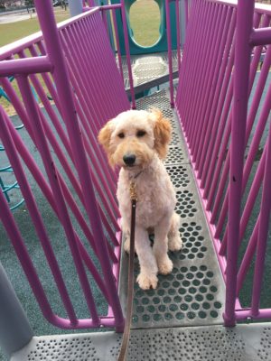 Goldendoodle Training Rye, NY