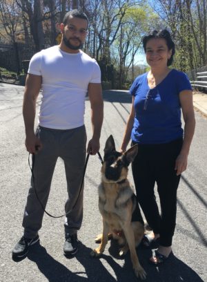 German Shepherd Dog Training Yonkers