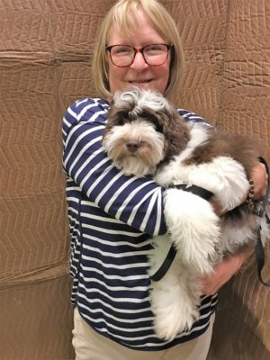 hudson-mini-schnoodle-training-nyc