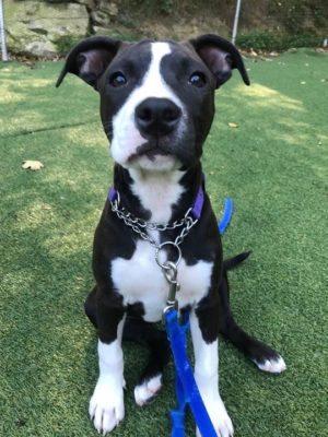 Puppy Amstaff from Scarsdale