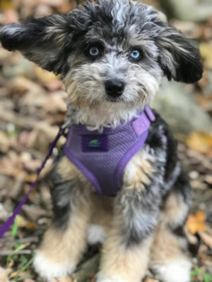 Aussie Doodle Dog Training Golden’s Bridge