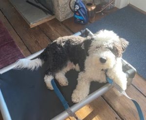 harry Mini-Sheepadoodle Training South Salem NY