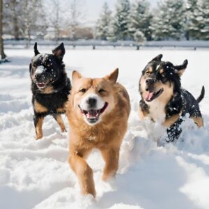 dogs-playing-in-snow 