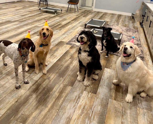 Westchester K9 Board and Train